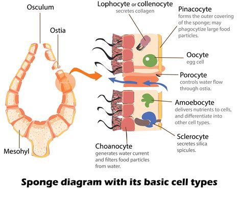 Amoebocytes