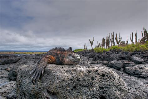 Marine Iguana Doing What Marine Iguanas Do | Sean Crane Photography