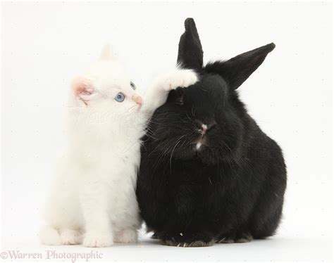 Pets: White kitten and black rabbit photo WP30755