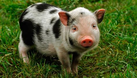 Teacup_pig_hero850.webp