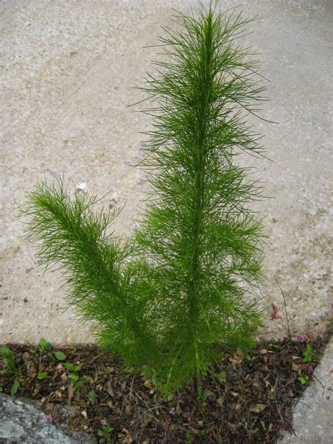 Discovering His Creation: Dogfennel (Eupatorium capillifolium)