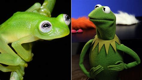 Newly discovered bare-hearted glassfrog resembles Kermit the Frog ...