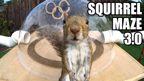 Mark Rober's Backyard Squirrel Maze 3.0: This Time It's the Squirrel Olympic Games