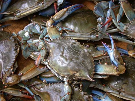 File:Blue crab on market in Piraeus - Callinectes sapidus Rathbun ...