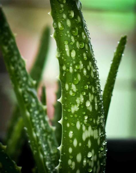 Can You Grow Aloe Vera Plant in Water - An Ultimate Guide - Homestead Gardener