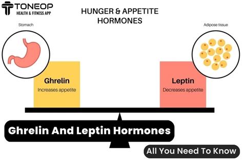 Ghrelin And Leptin Hormones: All You Need To Know