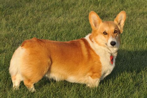 Pembroke Welsh Corgis Info, Facts, Temperament, Puppies, Pictures