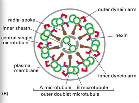 16 Cell motility and molecular motors Flashcards | Quizlet