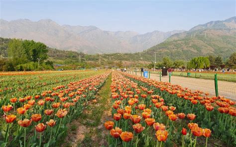 Tulip Garden Kashmir : Jammu Kashmir Tulip Garden 2022