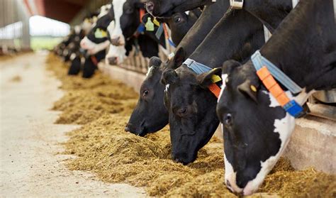 TIME4TRANSITIONING: A Guide On Dry Cow Nutrition - Blog