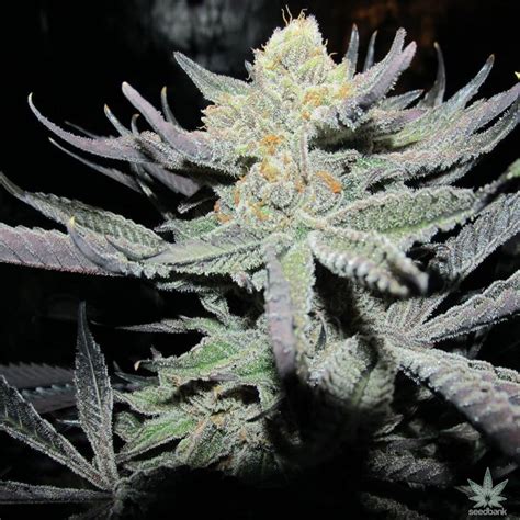 Green Crack Seeds | Feminized Green Crack Strain Cannabis Seeds