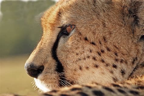 Cheetah Face | Face close up of the " Princess "shot from ab… | Flickr