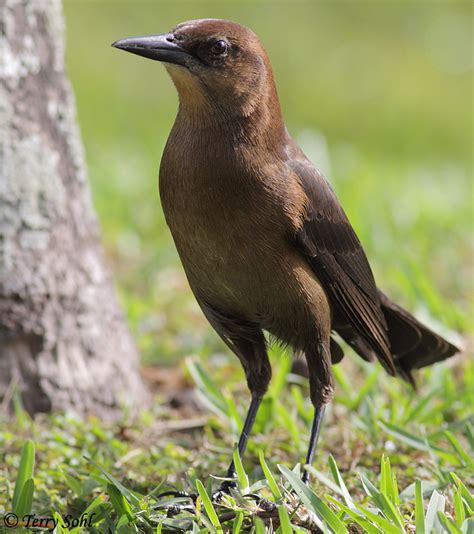 Boat-tailed Grackle Photos - Photographs - Pictures