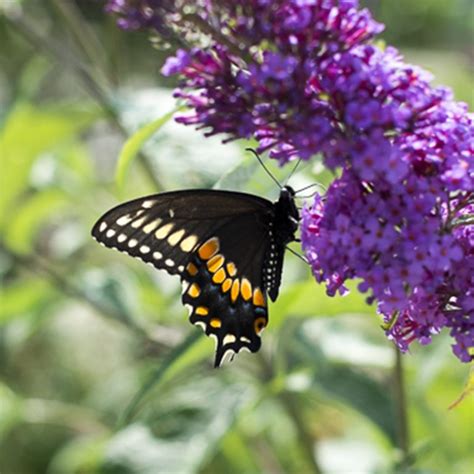 What is pollination? - Cambridge Butterfly Conservatory