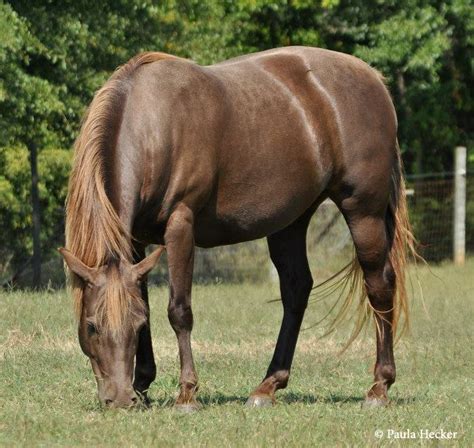 Silver Smoky Black Horse | www.imgarcade.com - Online Image Arcade! in ...