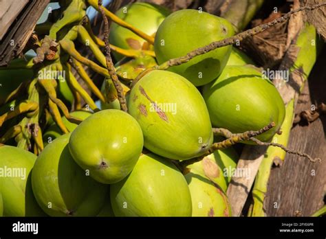 Fresh new born Baby coconuts on a Coconut tree plantation.Cluster of fresh baby coconut palm ...