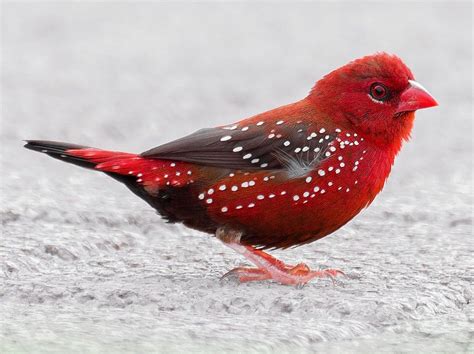 5 Fakta Burung Pipit Benggala, Si Merah Totol yang Suka Makan Padi ...