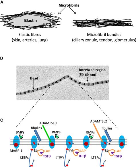 Dissecting the Fibrillin Microfibril: Structural Insights into Organization and Function: Structure