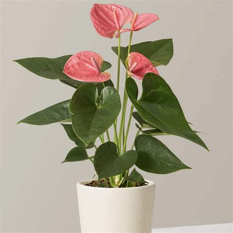 17 Best Indoor Flowering Plants That Bloom All Year