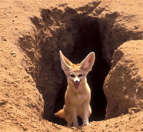 adorable - Fennec Foxes Photo (19295832) - Fanpop