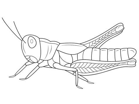 Desenhos de Gafanhoto Amigável para Colorir e Imprimir - ColorirOnline.Com