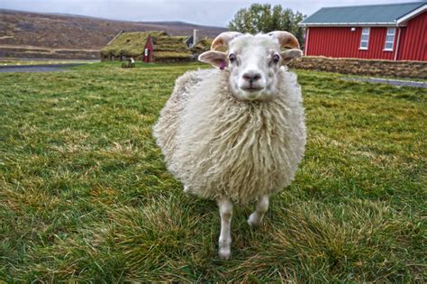 The Icelandic Sheep - NAT | Sheep, Sheep farm, Creature design