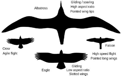 Classification of wing shape: elliptical wings, high-speed wings,... | Download Scientific Diagram