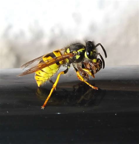 German Wasp - Vespula germanica, species information page