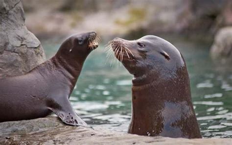 Animales Terrestres y Acuáticos: características y ejemplos