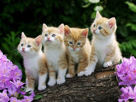 Kittens Wallpaper Cats Animals Wallpapers in jpg format for free download