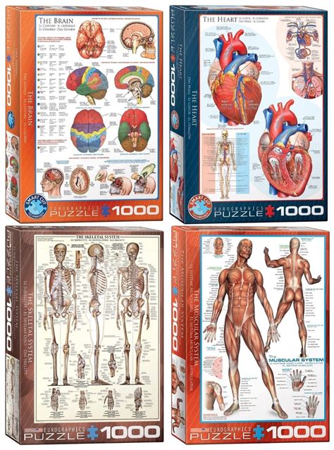 Fun Human Body Puzzles for Kids of All Ages