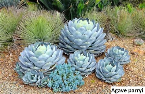 Agave Parryi very Cold Hardy / 10 Seeds parrys Agave | Etsy Canada Dry Garden, Desert Garden ...