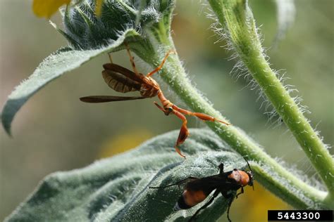 wasp mantidfly (Climaciella brunnea)