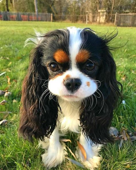 OMGOOOODNESS!!! SO ADORABLE I'AM SPEECHLESS & IN LOVE | Cavalier king charles spaniel, King ...