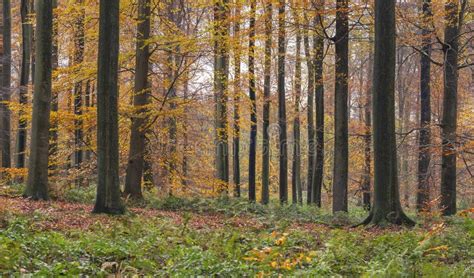 Old-growth European Beech Forest in Autumn Stock Photo - Image of ...