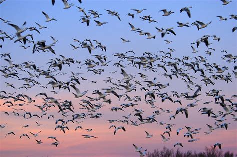 Snow Goose Flock In Flight New Mexico Photograph by Malcolm Schuyl - Fine Art America