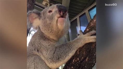 This koala's horrifying mating call sounds like your snoring spouse ...