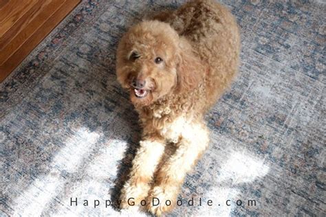 F1B Goldendoodle: The Best Info on These Loveable Doods - Happy-Go-Doodle®