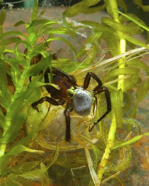 Underwater Gallery: Diving Spiders | Live Science