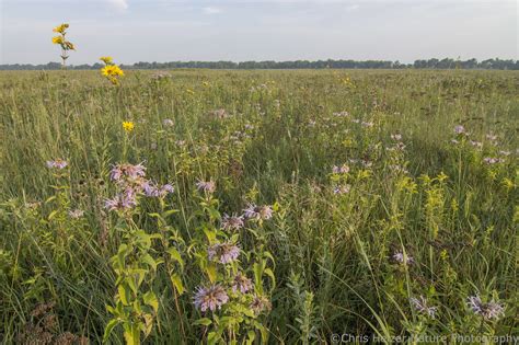 Evaluating Prairie Restoration/Reconstruction From The Right ...