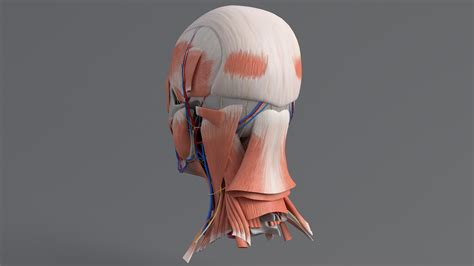 Human Head Anatomy 3D Model $99 - .fbx .ma .max .obj - Free3D