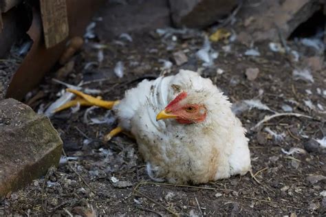 Marek'S Disease In Chickens: Symptoms, Prevention, And Treatment