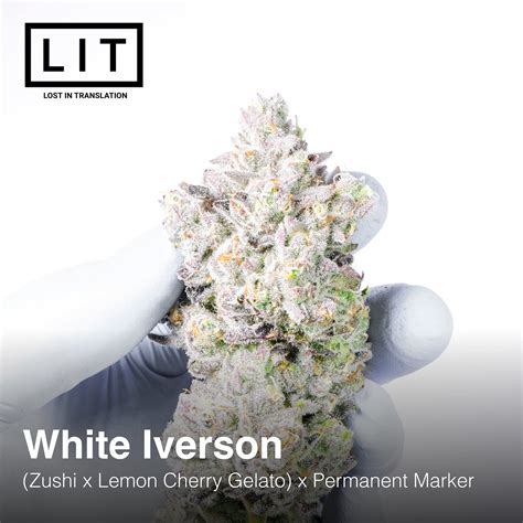 White Iverson - LIT Farms » SeedTopia Cannabis Seeds Shop in Thailand