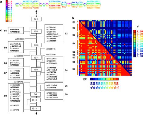 Haplotype blocks representing the four most frequent haplotypes color ...