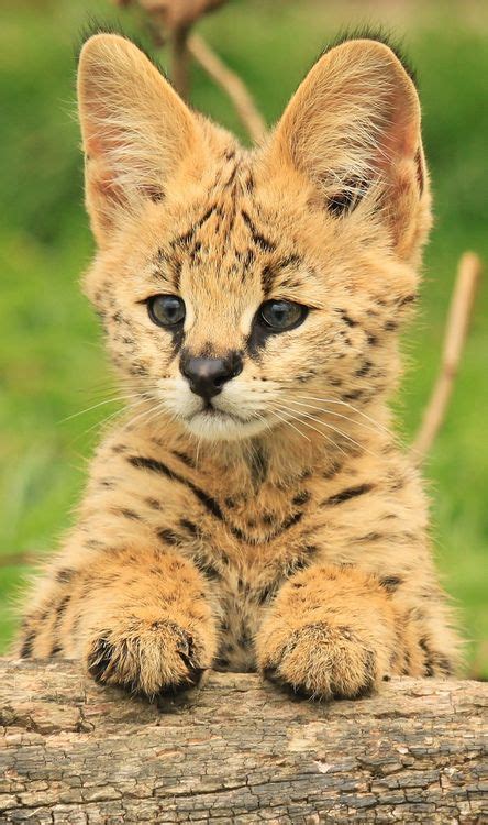 Cute Little Serval Cub Portrait (by TenPinPhil) Big Cats, Cats And ...