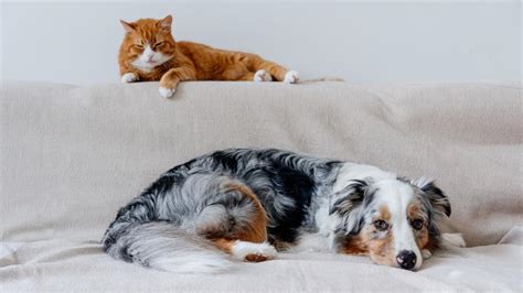 The 8 Most Popular Pets in 2023 | PetMD