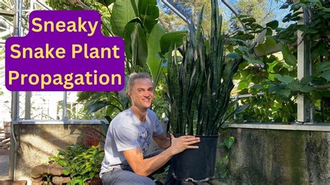 SNAKE PLANT Propagation with One Leaf! - YouTube