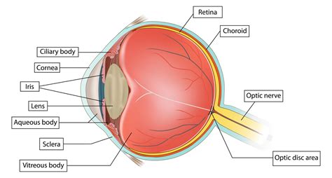 #1 Retinitis Pigmentosa: Symptoms And Causes