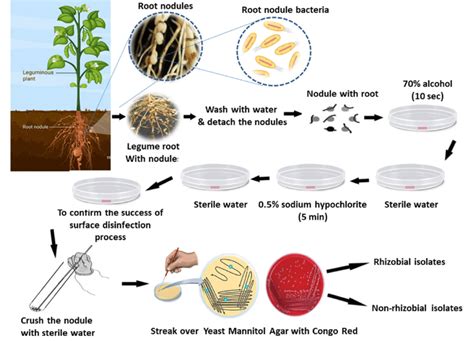 Steps of isolating non-rhizobial bacteria from root nodules of legumes. | Download Scientific ...