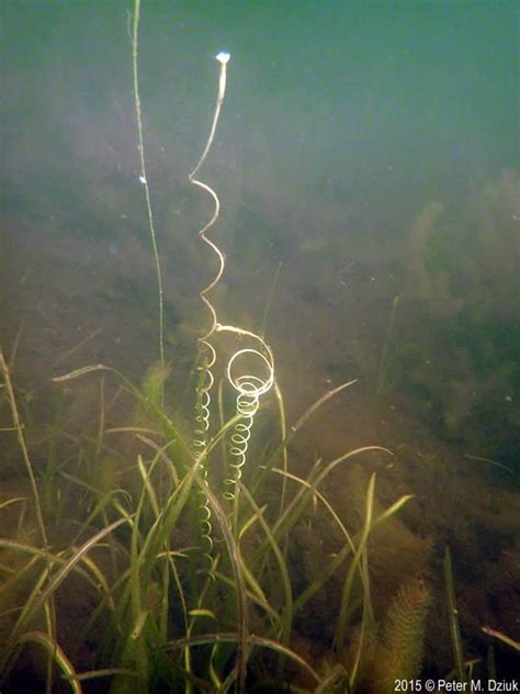 Eelgrass Sex is Strange — In Defense of Plants